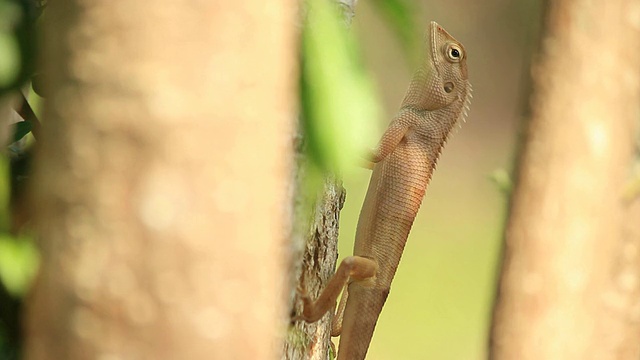 栖息在树上的蜥蜴，以昆虫为食视频素材