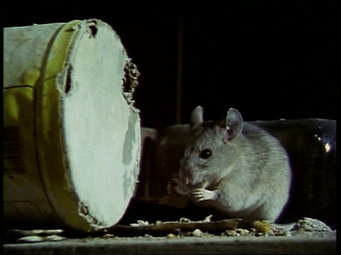 美国，cupack rat, Neotoma lepida，后腿站立吃纸箱视频素材