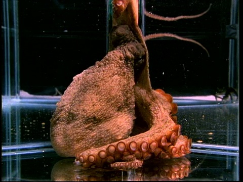 巨型章鱼从只有它身体1/10大小的塑料管中挤过，顺序很短视频下载