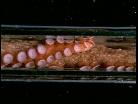 巨型章鱼挤过只有它身体十分之一大小的塑料管，顺序很短视频下载