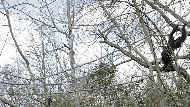 动物园展出树上的猿猴视频素材