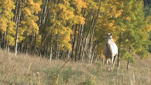 野马在秋色树前奔跑/美国新墨西哥州圣达菲视频素材