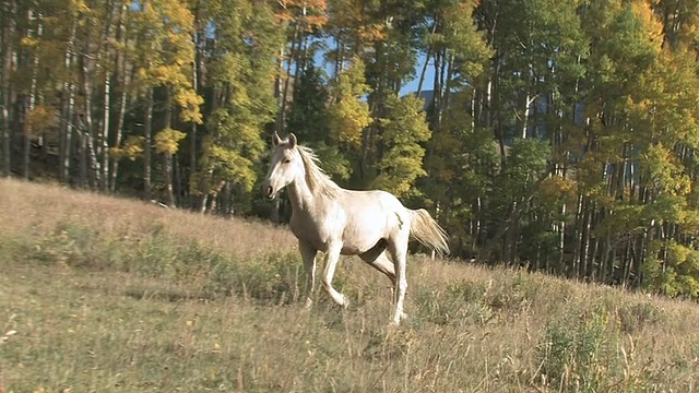 MS TS ZO野马奔跑在秋天的颜色树前/圣达菲，新墨西哥州，美国视频素材