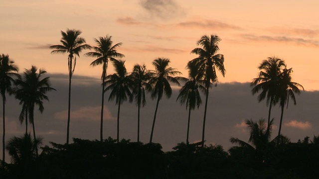 WS ZO的日出与棕榈树/仙本那，沙巴，马来西亚视频下载