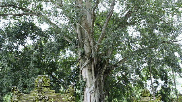 MS TD神圣榕树在Pura Dalem Agung寺庙猴森林/乌布，印度尼西亚巴厘岛视频下载