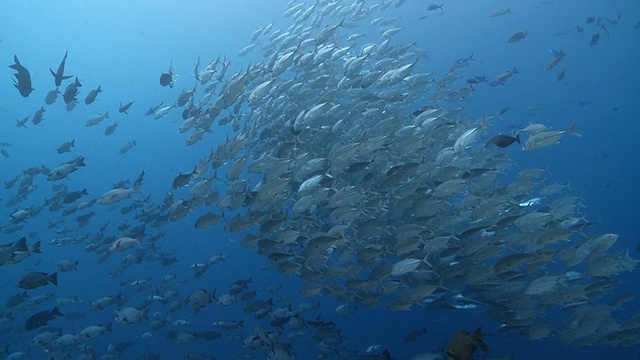 学校大眼jackfish和灰礁鲨/帕劳，密克罗尼西亚，帕劳视频下载