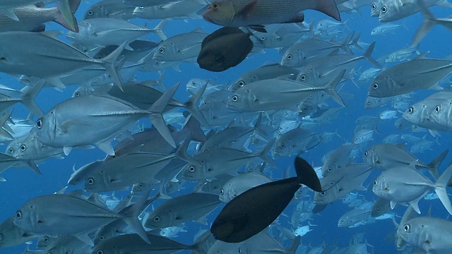 成群结队的大眼jackfish和灰礁鲨/帕劳，密克罗尼西亚，帕劳视频下载
