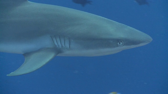 MS TS灰色礁鲨游泳在蓝色/帕劳，密克罗尼西亚，帕劳视频下载
