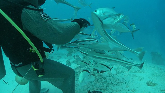 身穿链甲潜水服的潘女士正在喂牛鲨/卡门海滩，Isla Mujeres，墨西哥视频下载