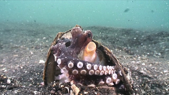 印度尼西亚苏拉威西岛兰贝海峡的CU脉状章鱼视频下载