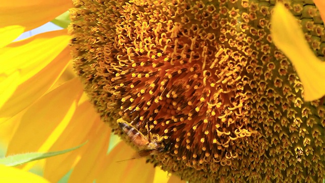 向日葵上的蜜蜂视频素材
