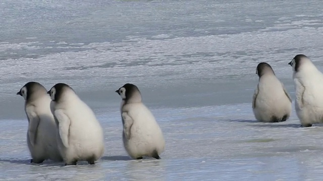 MS TS帝企鹅小企鹅在南极洲冰面上行走视频素材