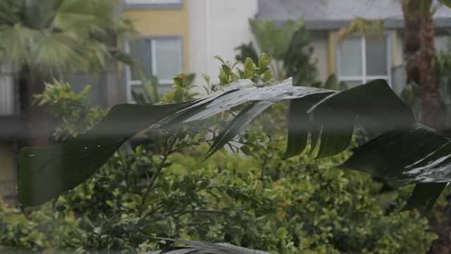 雨落在热带植物上，从室内百叶窗后面看视频素材