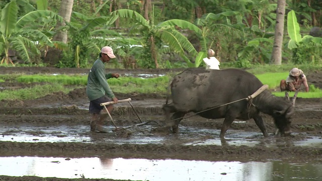 水牛(Bubalus bubalis)拉犁通过稻田，菲律宾，2009年12月视频下载