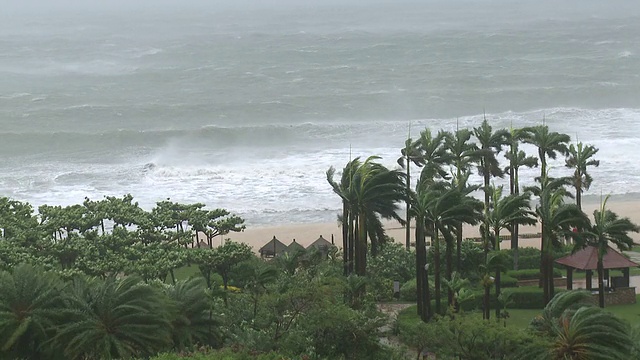 大风暴海浪撞击海滩和棕榈树在风中吹，台风康森，中国，2010年7月16日/音频视频下载