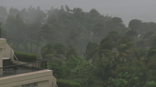 随着台风的临近，棕榈树在台风力量的风中吹动，台风康森，中国，2010年7月16日/音频视频素材