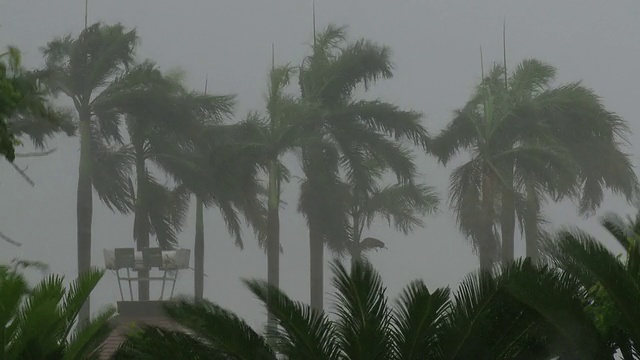 棕榈树在强风和暴雨中摇摆，台风康森，中国，2010年7月16日。视频素材