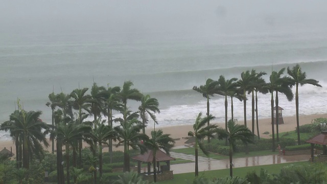 棕榈树在海滩上狂乱，台风袭来，台风康森，中国，2010年7月16日/音频视频素材