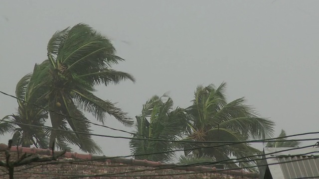 从棕榈树上可以看到台风吹过的强风。超级台风鲇鱼或胡安，东北吕宋岛，菲律宾2010年10月/音频视频素材