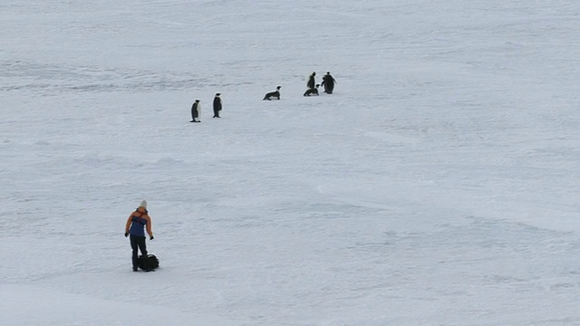 人类行走在南极洲的海冰上视频素材