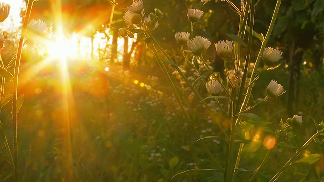 高清多莉:美丽的日落对草地花视频素材
