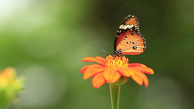蝴蝶正在吃橙花视频素材
