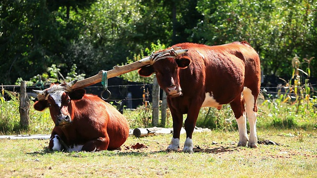 两只红棕色和白色的公牛被轭连在一起，一只站着，另一只躺着，然后又站起来。/在利肯雷附近，RegiÌ_n，智利视频下载