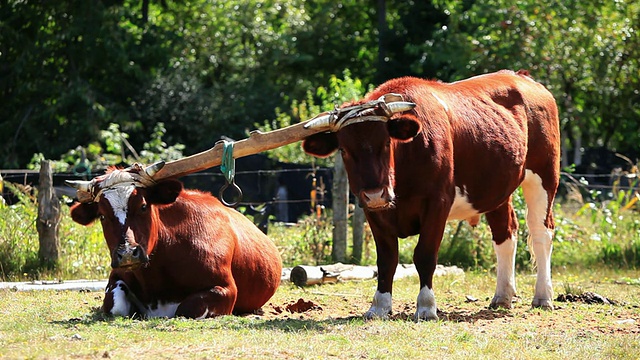 两只红棕色和白色的公牛被轭连接在一起，一个躺着，另一个站着/在Lican Ray附近，RegiÌ_n de Los Lagos，智利视频下载