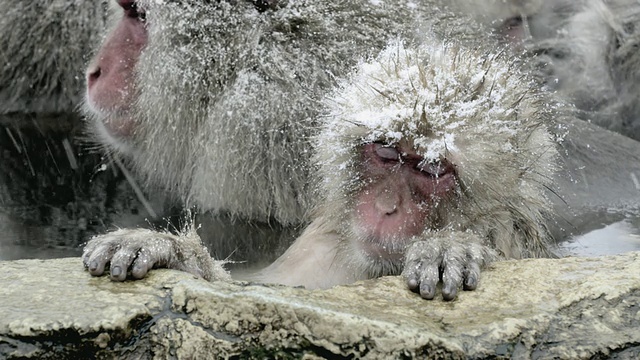 日本长野县地狱谷延根温泉，日本猕猴(褐尾猕猴)在热水浴中打盹视频下载