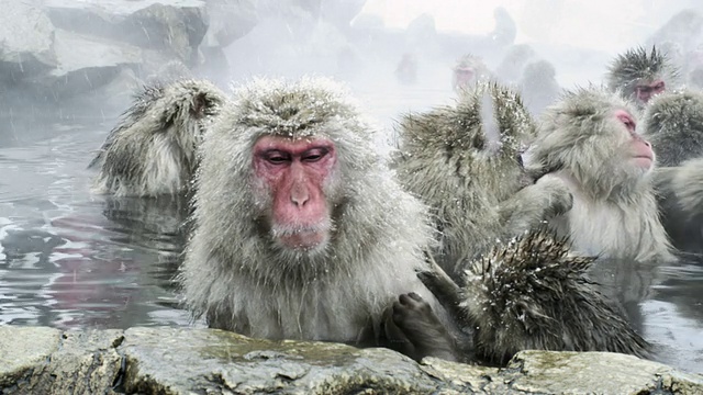 日本长野县地狱谷温泉的日本猕猴(Macaca fuscata)正在享受沐浴视频下载