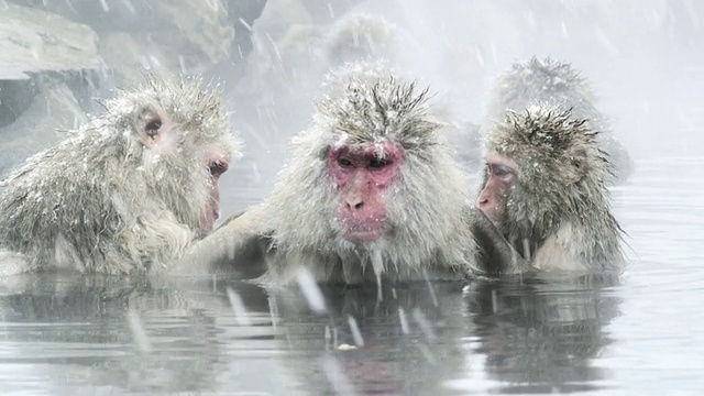 日本长野县地狱谷温泉温泉，日本猕猴(褐尾猕猴)在热水浴中梳洗视频下载