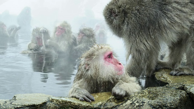 在温泉里洗澡的日本猕猴(褐尾猕猴):对统治猴的顺从行为，在地狱谷延根温泉，长野县视频下载