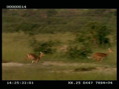 MWA向右平移2只黑斑羚(Aepyceros melampus)在草地上快速奔跑视频下载