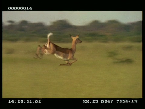 一只黑斑羚(Aepyceros melampus)在草原上跳跃/奔跑视频下载