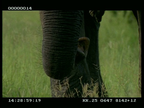非洲象(Loxodonta africana)的鼻子尖端移动视频素材
