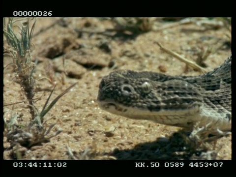 吸腹蛇(Bitis arientans)从镜头前移动，轻弹舌头视频下载