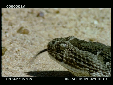 沙上的粉扑蛇的头部轮廓，舌头闪烁视频下载