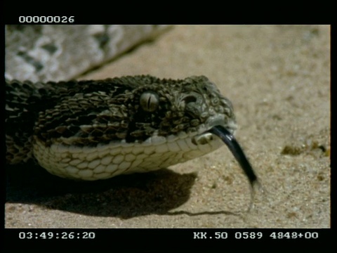 沙上的粉扑蛇的头部轮廓，舌头闪烁视频下载