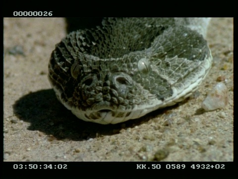 这条粉扑蛇的头在沙子上，舌头在镜头前闪烁视频下载