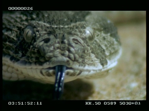 对着镜头，这是一条腹蛇的头，舌头闪烁着视频下载