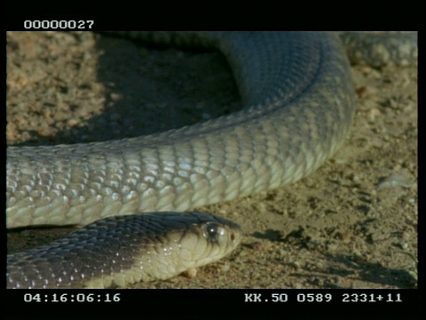 眼镜蛇(又名埃及眼镜蛇)躺在沙地上，一动不动视频素材