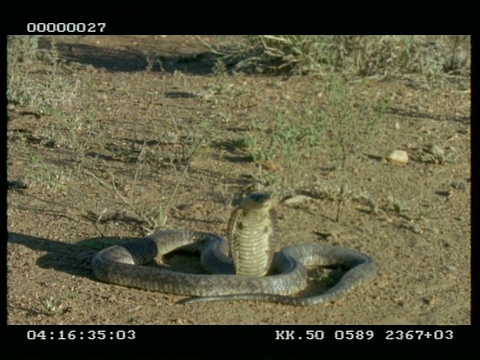 MS鼻眼镜蛇(又名埃及眼镜蛇)伸展和放松它的兜帽视频下载