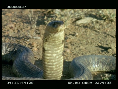 铜鼻眼镜蛇的头(又名埃及眼镜蛇)，延伸和放松它的兜帽视频下载
