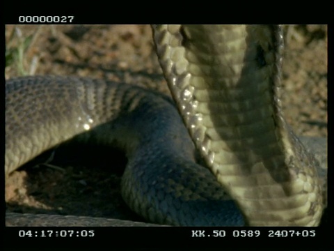 BCU鼻眼镜蛇(又名埃及眼镜蛇)伸展并放松它的兜帽，向下倾斜横穿身体视频素材