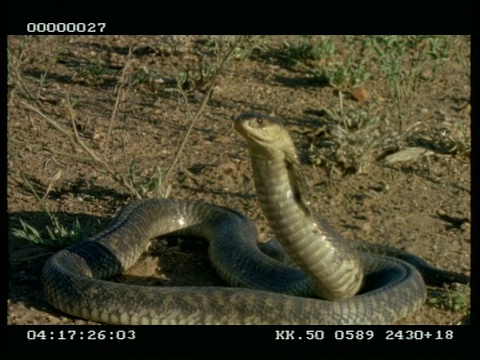 MCU鼻子眼镜蛇(又名埃及眼镜蛇)伸展和放松它的兜帽视频素材
