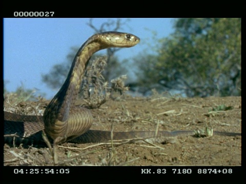 低角度，鼻眼镜蛇(又名埃及眼镜蛇)抬起并延伸罩，转向一侧视频素材
