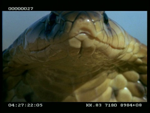 BCU鼻眼镜蛇(又名埃及眼镜蛇)的颈部和面部，延伸和放松兜帽视频素材