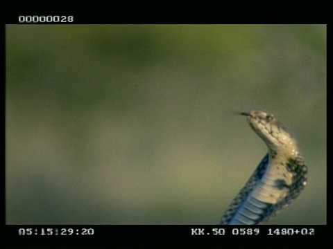 高速- CU吐毒液眼镜蛇的头，吐毒液时向前移动视频素材