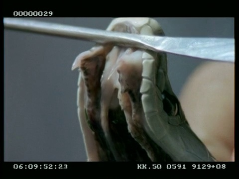 BCU黑曼巴的尖牙和(同名)黑色的嘴，在镜头前-由饲养员展示视频素材