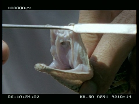 犬牙鱼的功能尖牙、副尖牙及会厌的延伸-由饲养员展示视频下载